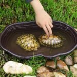 Reptile Water Dish, Reptile Water Dish, 15x11x2 Large Simulation Tortoise, Decorative Plastic for Lizard Gecko Turtle - Image 3