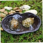 Reptile Water Dish, Reptile Water Dish, 15x11x2 Large Simulation Tortoise, Decorative Plastic for Lizard Gecko Turtle - Image 7