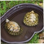 Tortoise Water Dish with Ramp 15x11x2 Inch Shallow Reptile Water Dish Smooth Easy Wash Multi-Purpose ABS Turtle Tub for Gecko Snake, Brown - Image 6