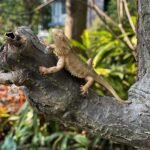 Bearded Dragon Animal Figurine Lizard Toy Realistic Reptile Figures for Decoration, Science Education, Prank Props (Bearded Dragon) - Image 6