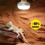 Basking Light for Reptiles, 2-Pack 100W Upgraded Intense Basking Spot, Reptile Heat Bulb Light, UVA Heat Lamp Bulbs for Bearded Dragon Turtle Chicken - Image 4