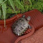 Pet Feeder, Detachable Reptiles Water Bowl for Turtles with Steps Designing Durability Easy to Assemble for Indoor or Outdoor Use - Image 4