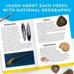 National Geographic Mega Fossil Dig Kit - Excavate 15 Genuine Prehistoric Fossils, Kids Fossil Kit, Educational Toys, Great Science Kit Gift for Girls and Boys (Amazon Exclusive) - Image 5