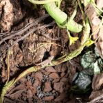 Turtle Tank Accessories, Simulation Artificial Vine Climbing Branch for Terrariums Decors Reptiles Habitat Vine Easy to and Water Resistant - Image 8