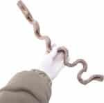 Turtle Tank Accessories, Reptiles Habitats Decoration Terrariums Natural Rattan Climbing Branch Resting Shelter Vine for Snake Bearded Dragon - Image 8