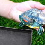 Reptile Food Water Bowl Plate Dish for Tortoise Crawl Pet Drinking and Eating Hallow Water Dish for Reptiles (Size2-M) - Image 6