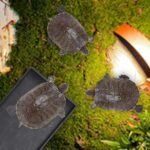 Reptile Food Water Bowl Plate Dish for Tortoise Crawl Pet Drinking and Eating Hallow Water Dish for Reptiles (Size2-M) - Image 7