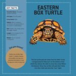 My Sticker Paintings: Reptiles: 10 Awesome Animals (Happy Fox Books) For Kids 6-10 - Snakes, Alligator, Komodo Dragon, Chameleon, and More, with Up to 100 Removable, Reusable Stickers per Design - Image 5